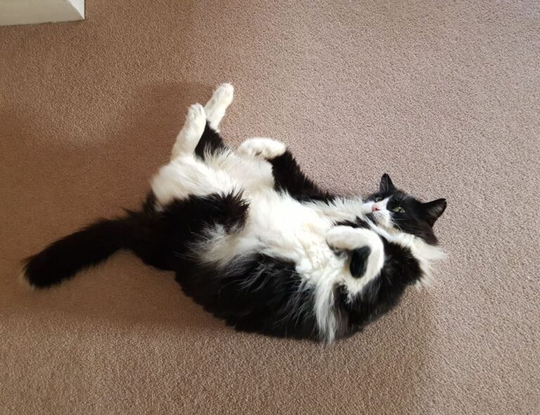 gdtj45 builder software code development