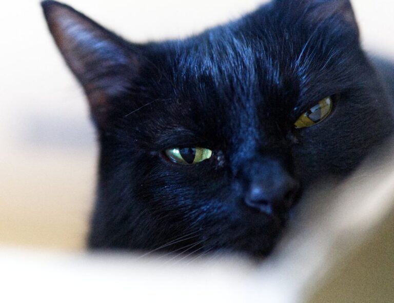 improve software meetshaxs in future