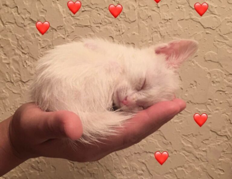 pregnant women with azoborode allergy