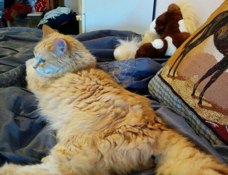 shotscribus software