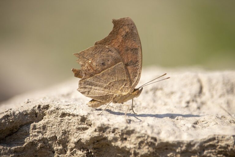 what are last minute gift ideas lwspeakgift