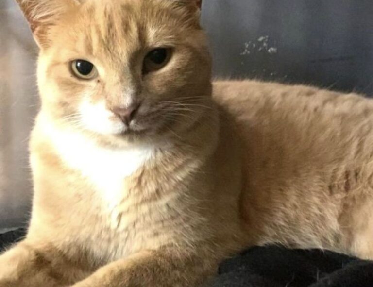 what is vastaywar forum