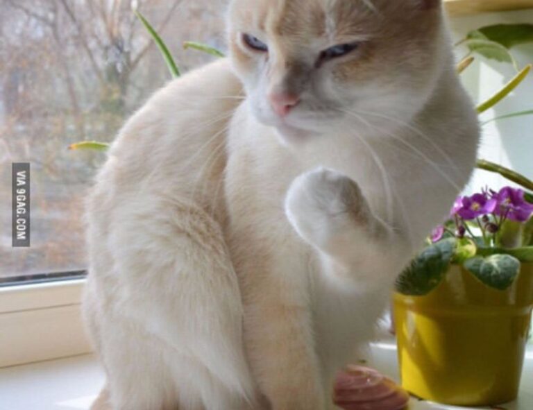 what to give for gifts lwspeakgift