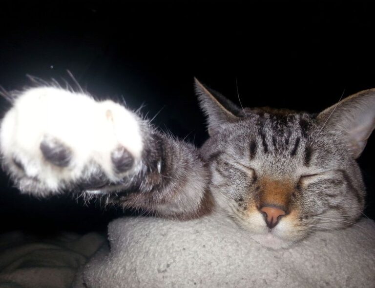 when upgrading immorpos35.3 to new software