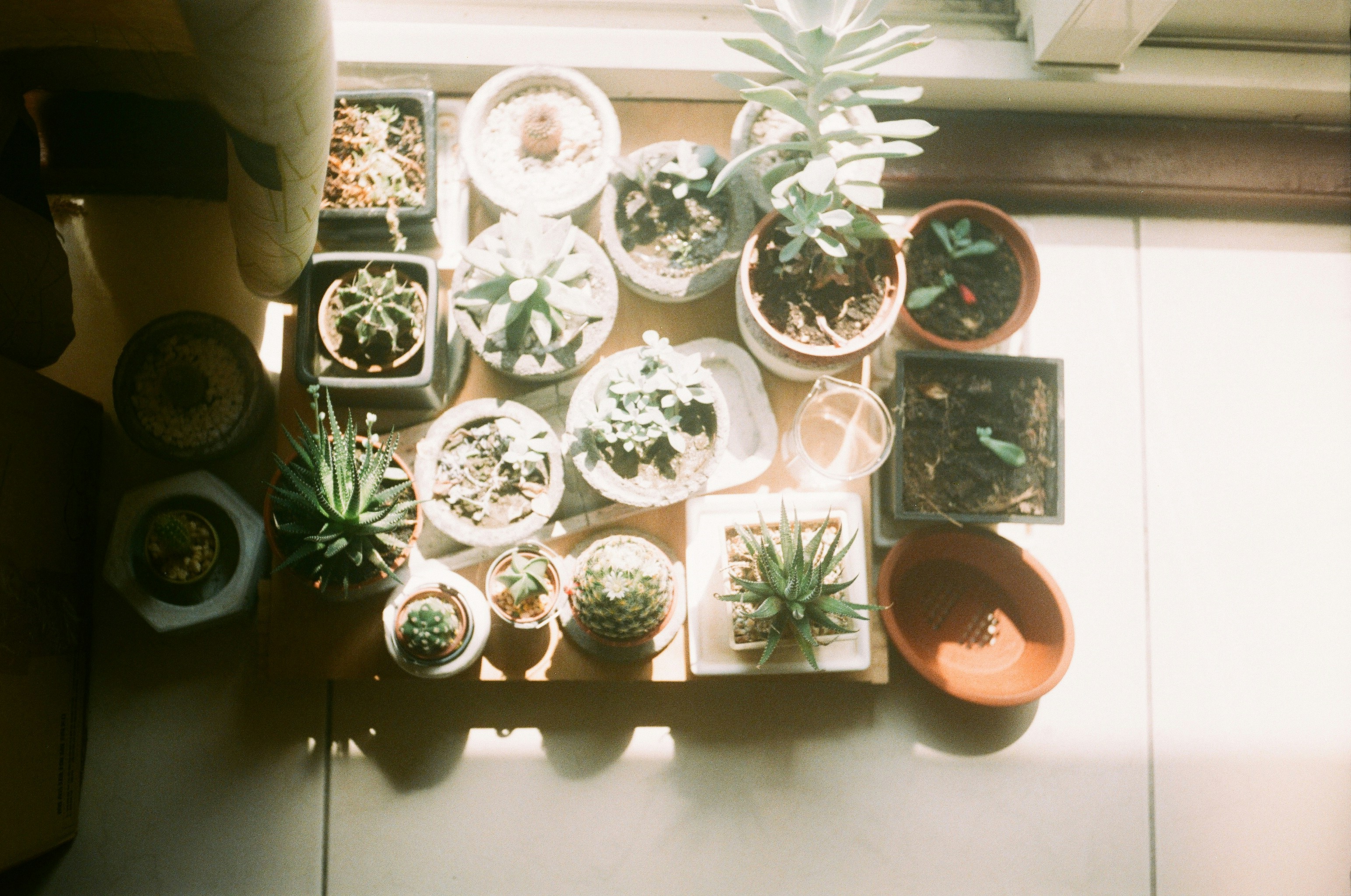 plant kits