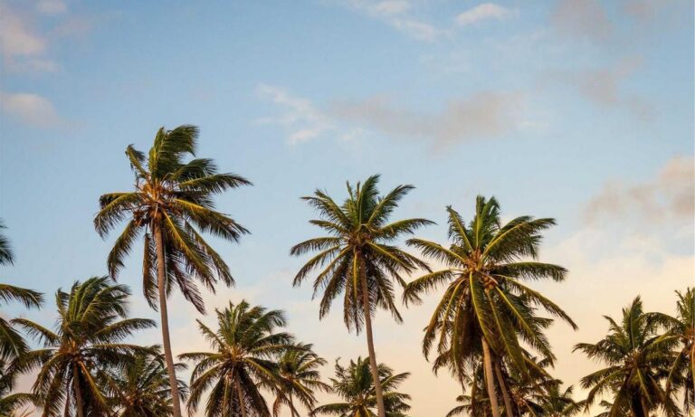 present ideas lwspeakgift