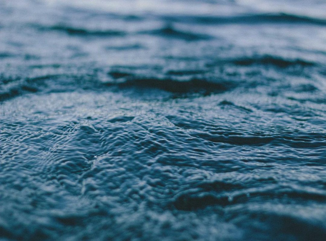 The Real-World Impact: Poaching and the Illegal Wildlife Trade