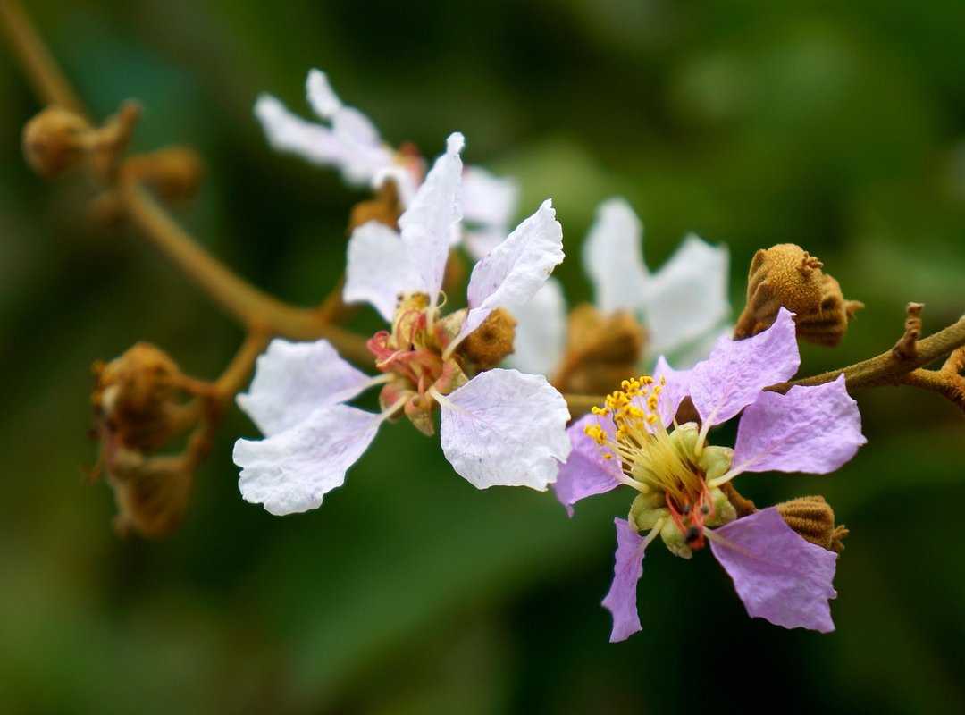 wolf cut curtain bangs lang haar laagjes voorkant